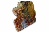 Polished Petrified Wood (Araucarioxylon) - Arizona #352519-2